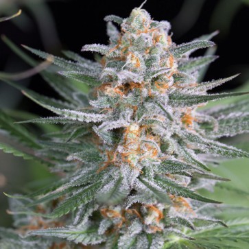 Семена конопли Quick Critical + Feminised